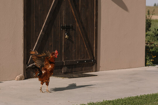 Rooster flapping wings and crowing in front of a rustic wooden barn door