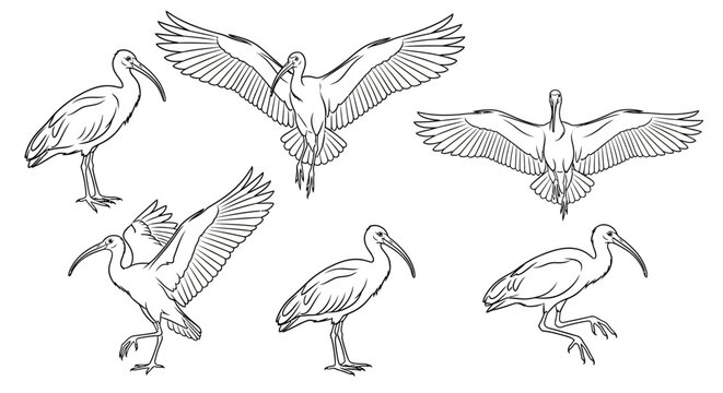 Ibis bird sketches in flying and standing poses, nature wildlife line art set
