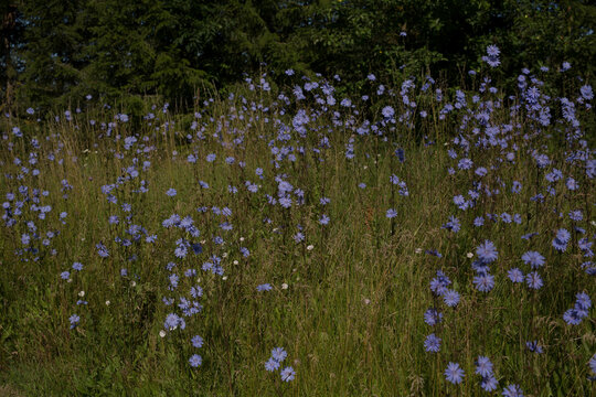 Wild chicory flowers blooming in a dense green meadow next to a forest edge