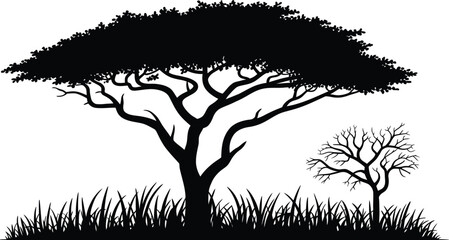 African acacia tree, silhouette, savanna landscape scene with wide canopy tree and dry grass for nature, wilderness and travel themed artwork. © Neal Bailey