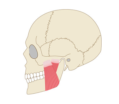 Anatomical illustration of the masseter muscle and skull viewed from the side (muscle involved in chewing force)