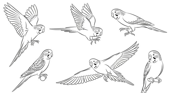 Budgerigar Parakeet Set, Line Art Illustrations of Exotic Birds