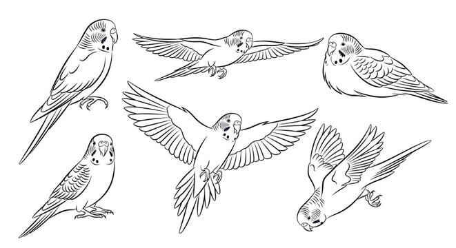 Budgerigar parakeet sketch set, collection of hand-drawn birds