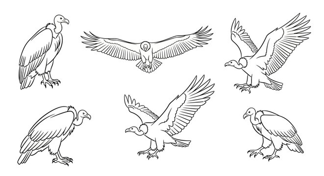 Vulture bird ink illustration set in various poses and flight