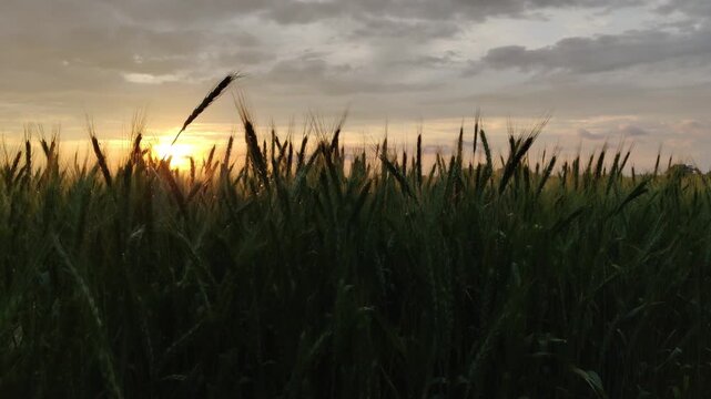 A field of green wheat ears swaying against the backdrop of the sunset, a beautiful sunset through the ears