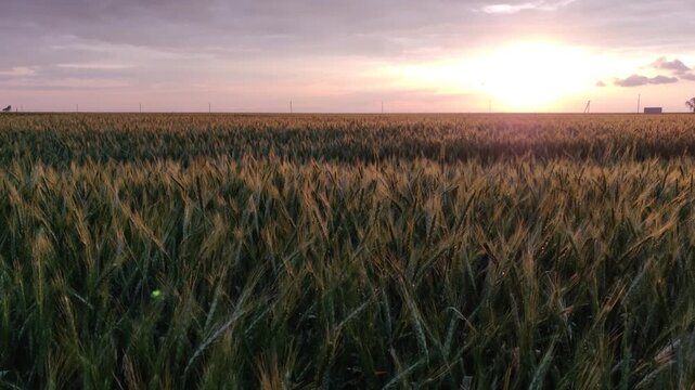 Ears of green wheat sway against the sunset, beautiful sunset over a wheat field in summer