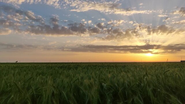Sunset over a large field of green wheat in summer