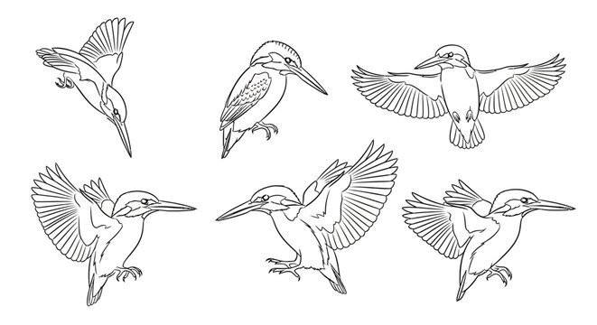 Kingfisher Bird Line Art Collection in Various Flight Poses