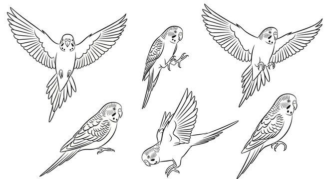 Set of budgerigar parakeet illustrations in various poses