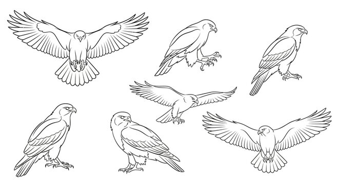 Eagle Set in Various Poses, Hand-Drawn Sketch Collection