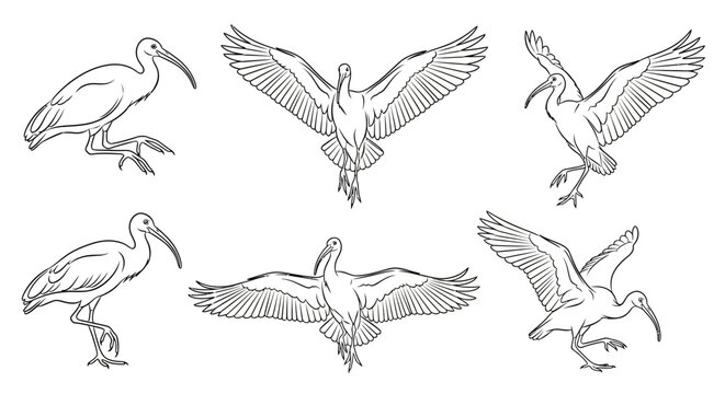 Ibis Bird Set Sketch, Hand-Drawn Illustrations in Various Poses