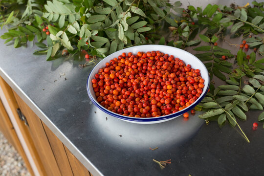 Fresh harvested rowan berries in a ceramic bowl on a stainless steel tabletop