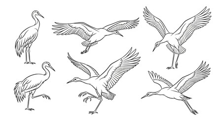 Naklejka premium Set of Hand-Drawn Crane Bird Illustrations, Elegant Wildlife Art