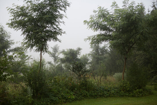 Lush permaculture food forest with diverse trees and shrubs on a misty morning
