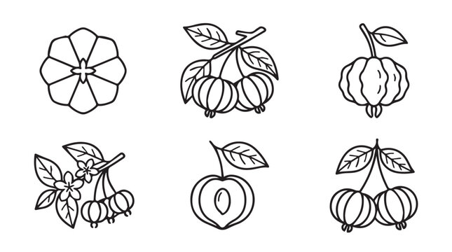 Collection of hand-drawn fruit and botanical elements with physalis botanical illustration isolated background agriculture