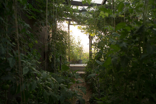Interior view of a greenhouse with lush green tomato plants and an open door
