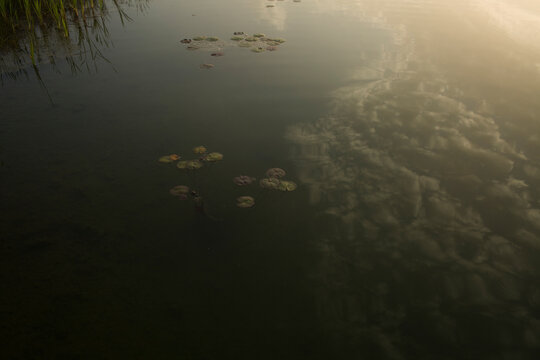 Calm lake water surface with floating lily pads and morning sun reflection