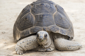 Obraz premium Old tortoise standing quietly in natural outdoor setting