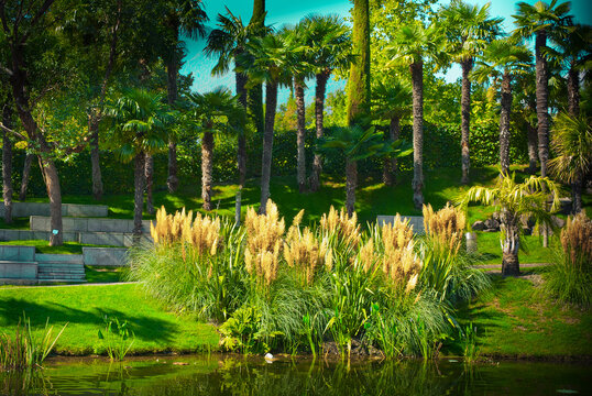 Lush tropical landscape with palm trees and ornamental grasses by a serene pond.