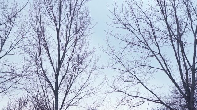 4K video of a lonely, dreary day in desolate nature, frozen forest full of trees with bare, leafless branches in the winter, during a dark, gray, gloomy day, with snow on the ground, frost and ice.
