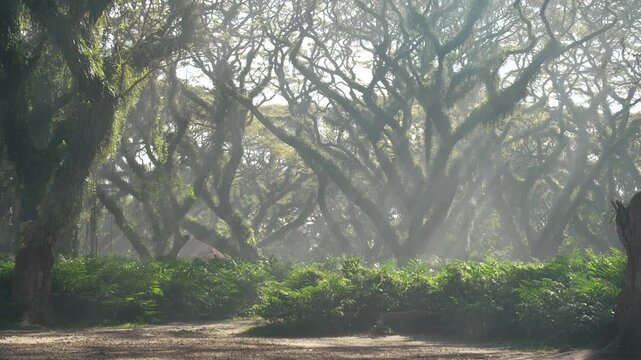 Morning sunlight filters through dense trembesi trees in lush De Djawatan Forest