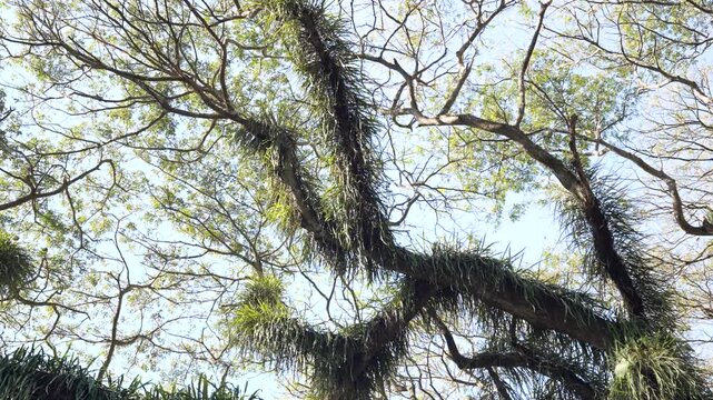 Low Angle Details of Towering Trembesi Trees in De Djawatan Forest Indonesia landscape