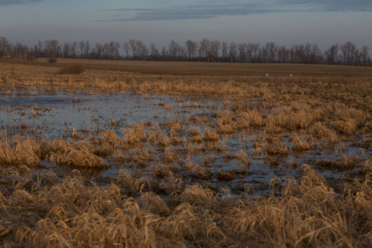 Flooded rural field with dry grass under evening sky, autumn or spring landscape