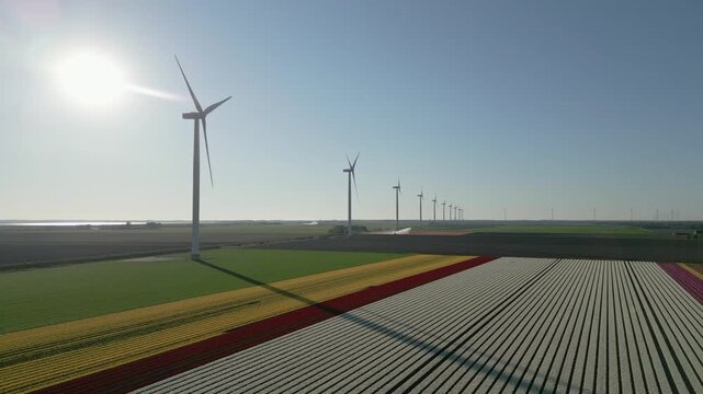 Cinematic drone footage of modern wind turbines producing renewable green energy above colorful tulip fields in the sustainable agricultural landscape of Flevoland, Netherlands.