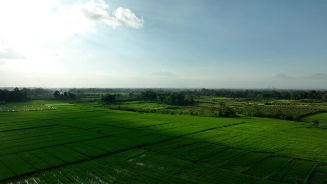 Sunlight sweeps across lush rice fields with distant volcanic peaks on the horizon