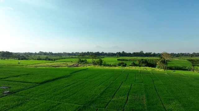 Lush green rice paddies stretch toward distant volcanoes under clear morning sky