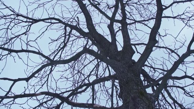 4K video of a lonely, dreary day in desolate nature, frozen forest full of trees with bare, leafless branches in the winter, during a dark, gray, gloomy day, with snow on the ground, frost and ice.