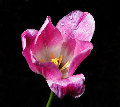 beauty before decay