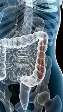 3D rendering with alpha channel: probiotics clean feces and viruses, boost gut motility and peristalsis, eliminating toxins. Concept of intestinal and digestive health.