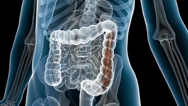 Intestinal probiotics eliminate feces and viruses, promote intestinal motility, activate peristalsis, and remove toxins. Digestive system health visualized in 3D rendering with alpha channel.