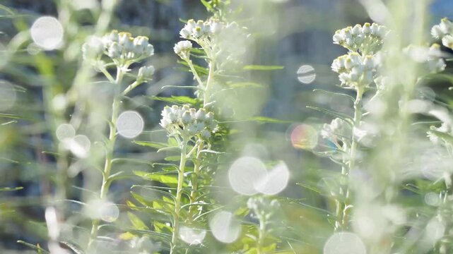 強風に揺れる山岳地帯の高山植物。朝日に輝くホソバノヤマハハコ。雨上がりの雨粒がキラキラ輝く背景。自然風景素材。