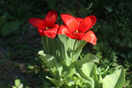Due fiori di tulipano rosso brillante aperti al sole primaverile circondati da foglie verdi in giardino