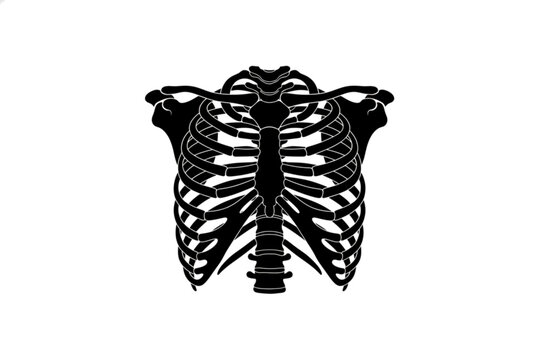 Anatomical Study: A striking illustration of the human rib cage, depicted in stark monochrome. This image provides a clear and concise visual representation of the skeletal structure.