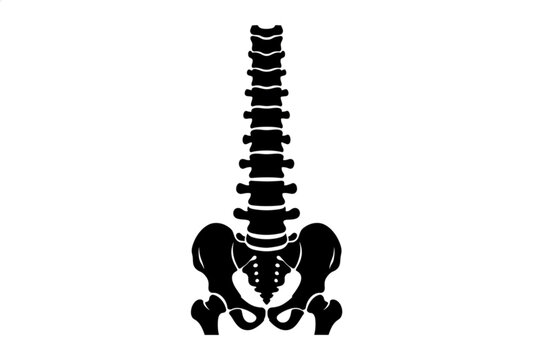 Human Spinal Anatomy: Detailed, anatomical illustration showcasing the intricate structure of the human spine, highlighting its integral role in bodily function.