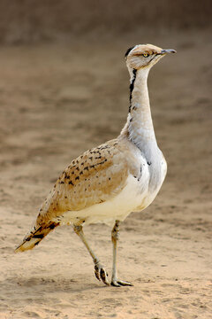 Houbara Bustaed in the Desert
