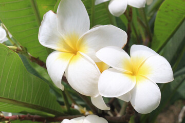 frangipani flower plant on farm © Cavan