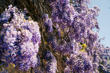 Obraz premium Wisteria flowers bloom on a wall during spring in a sunny garden