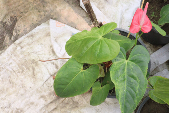Laceleaf flower plant on nursery
