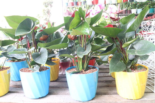 Laceleaf flower plant on nursery