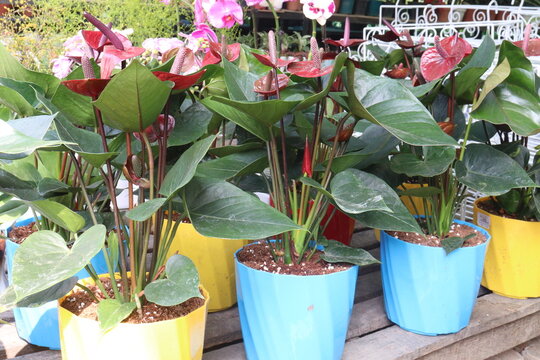 Laceleaf flower plant on nursery