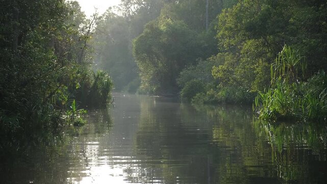 The Sekonyer River flows from Pangkalanbun city into Tanjung Puting Park, which is famous for its rich natural reserve where diverse wildlife is found in the lowland and swampy forest areas.