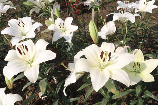 Lilium longiflorum, commonly known as the Easter lily flower plant