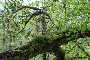 Fototapeta premium Moss covered tree branch growing in temperate forest