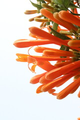 Naklejka premium Pyrostegia venusta, flame vine or orange trumpet vine flower plant
