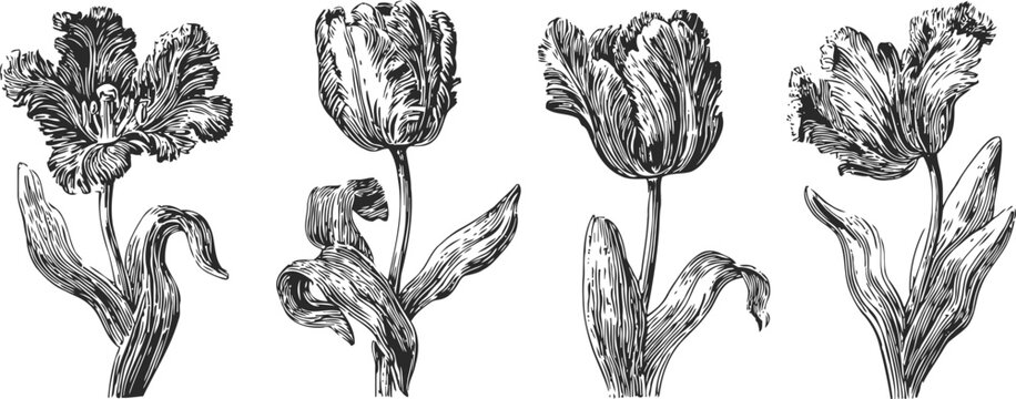 vintage engraving of parrot tulips hand drawn botanical flowers with ruffled petals and long leaves vector illustration