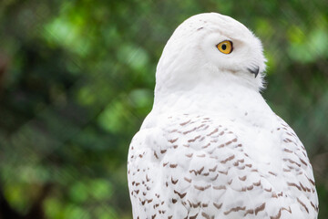 Fototapeta premium Close-up portrait of a majestic Snowy Owl (Bubo scandiacus) with bright yellow eyes looking sideways. White bird of prey against a soft green blurred background in a natural setting.